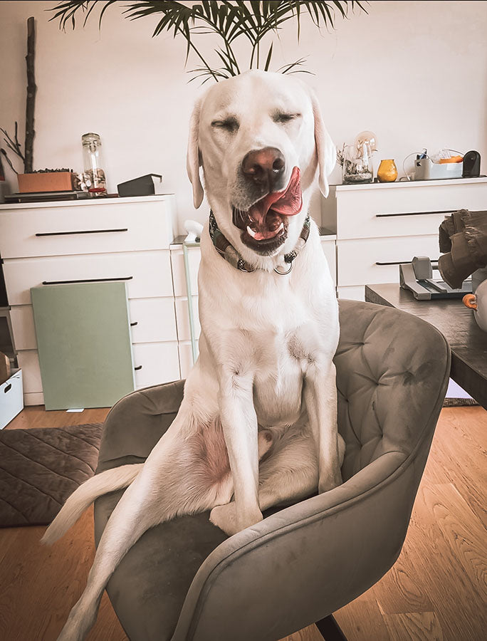 Miro von Helvetic Dogs, Hund auf einem Stuhl