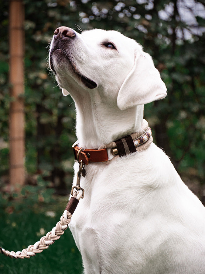 Miro Helvetic Dogs mit Hundehalsband und Hundeleine